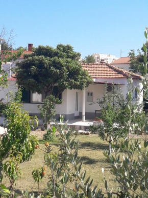 Smokvica, Split